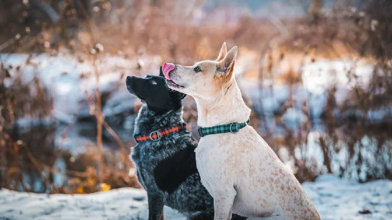 Pet accessoriesLumberpup™ Buffalo Everyday Collar