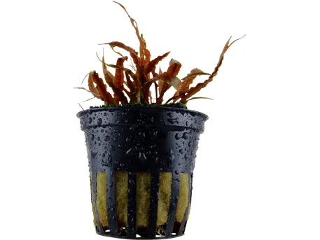 - Car dog seat beltCryptocoryne albida `Brown`