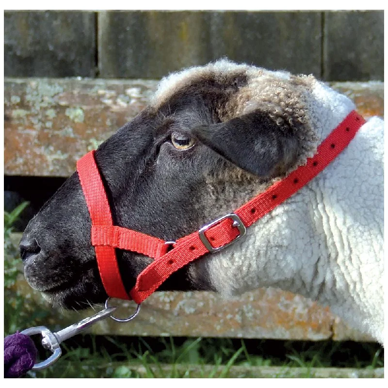 - Teething and chewing toys for puppiesHalter Webbing Sheep Small Red