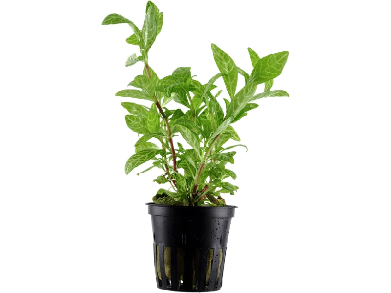 - Automatic induction pet water dispenserHygrophila polysperma `Rosanervig`